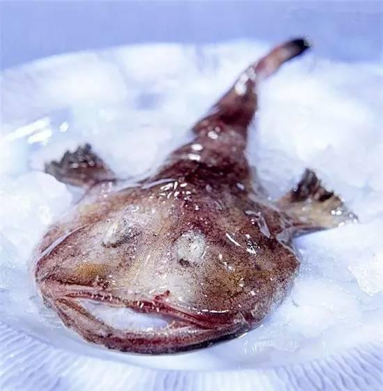 知識庫｜奇丑卻極美味的魚，餐廳趕緊上新菜！