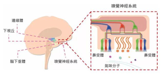 讓消費(fèi)者欲罷不能的氣味營(yíng)銷，餐飲人該如何實(shí)現(xiàn)？ | 餐見